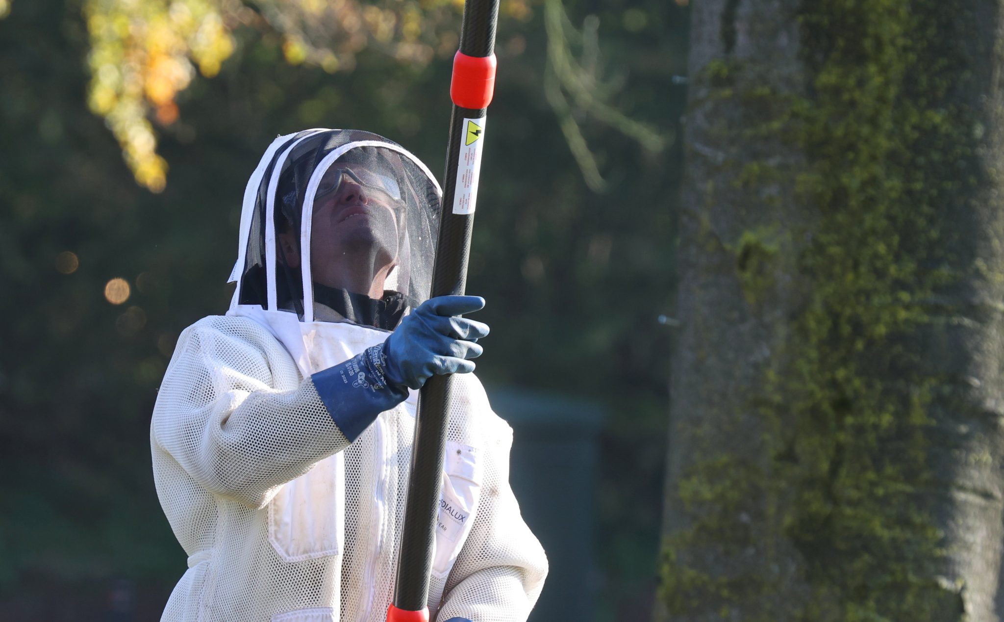 Derde nest van Aziatische hoornaar 21OKTbARTm (2)