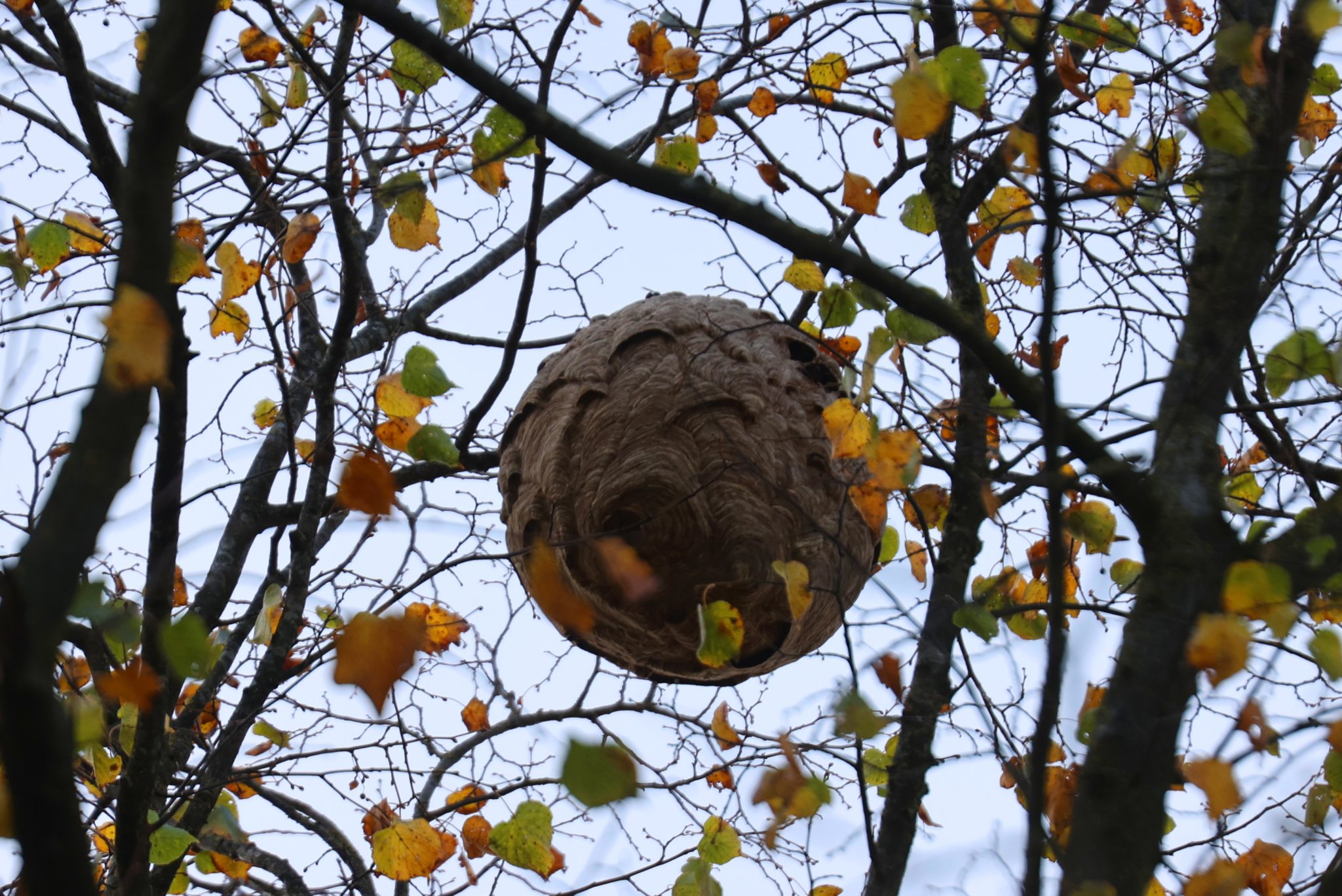 Hoornenaar nest BartM 20okt26 (3)