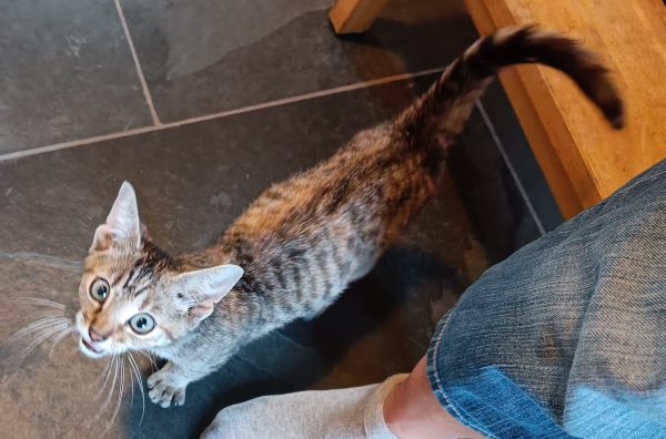 Jong katje gevonden (1)