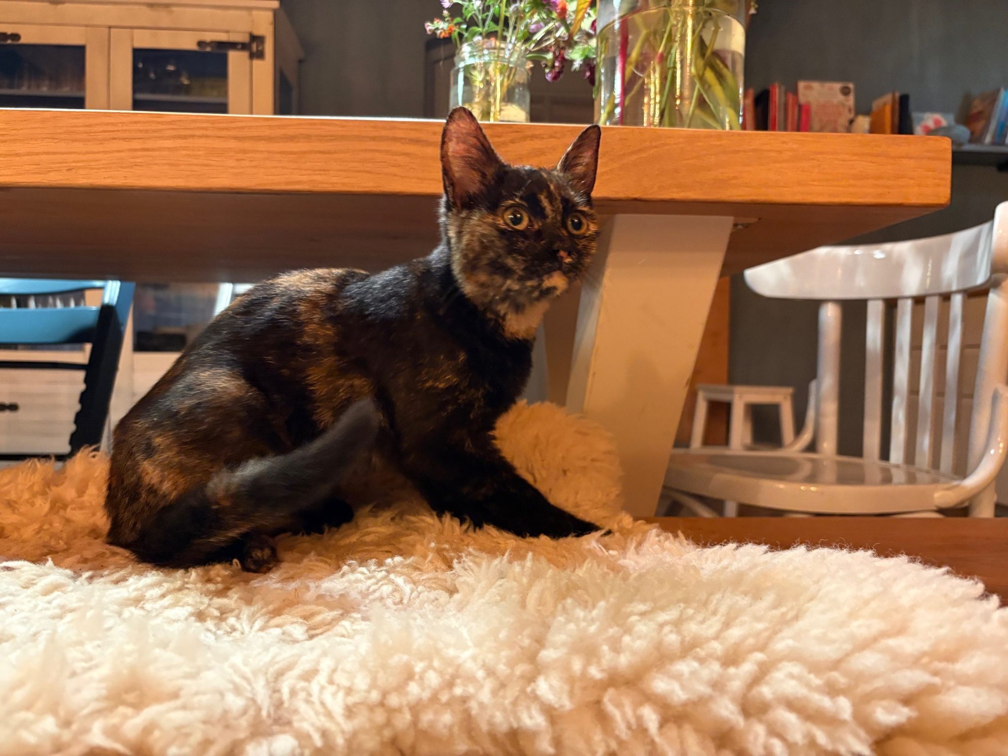 Kitten b gevonden 24sep25