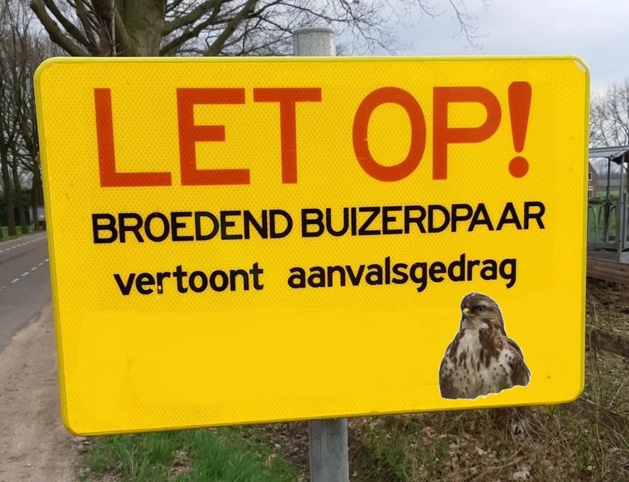 Pas op buizerd Hnet 2026
