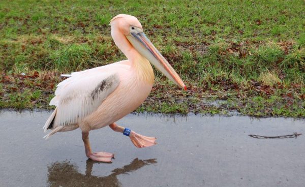 Pelikaan Donderdag 1