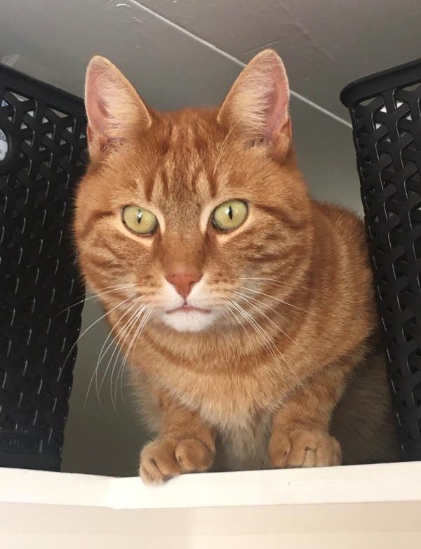 Rode kater Pip vermist 18aug25 def