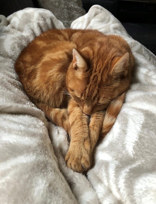 Rode kater Pip vermist 18aug25