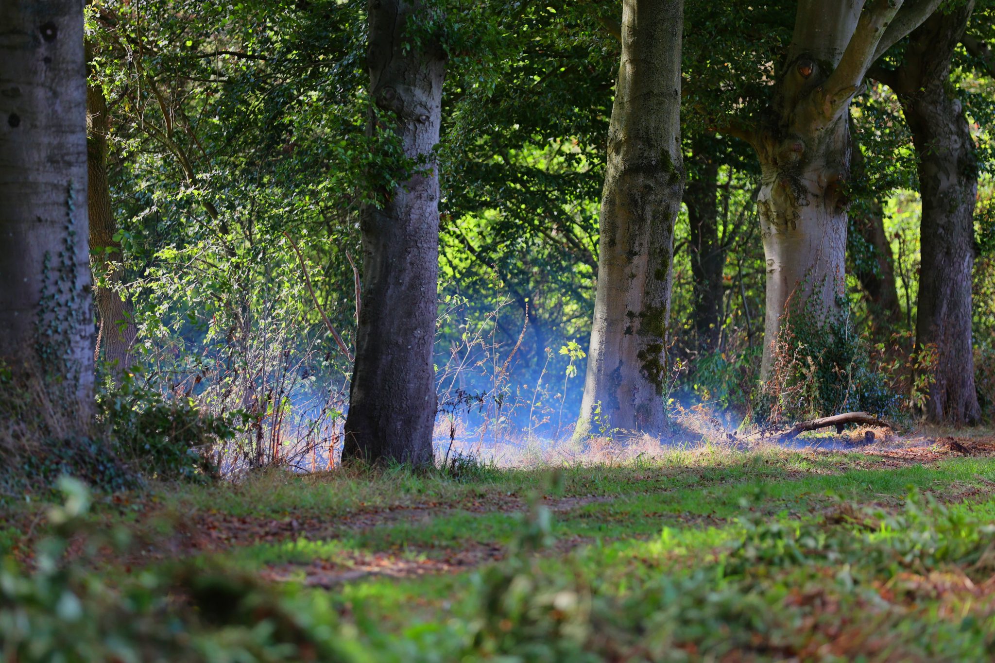 Rokende boom in Biezenmortel`22aug26 BartM (2)