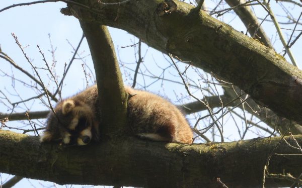 Wasbeer in boom Vught 1