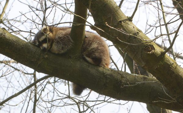Wasbeer in boom Vught 11