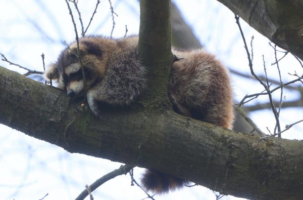Wasbeer in boom Vught 2