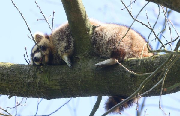 Wasbeer in boom Vught 3