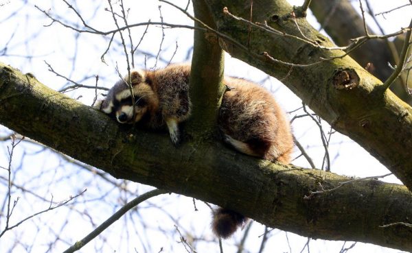 Wasbeer in boom Vught 4