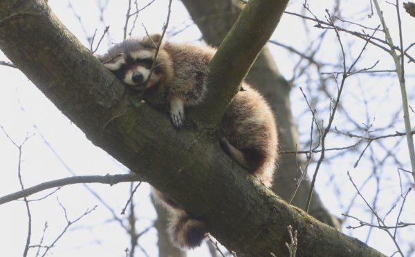 Wasbeer in boom Vught 5