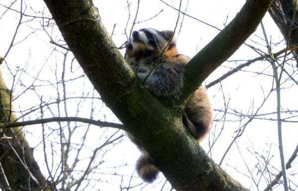 Wasbeer in boom Vught 6