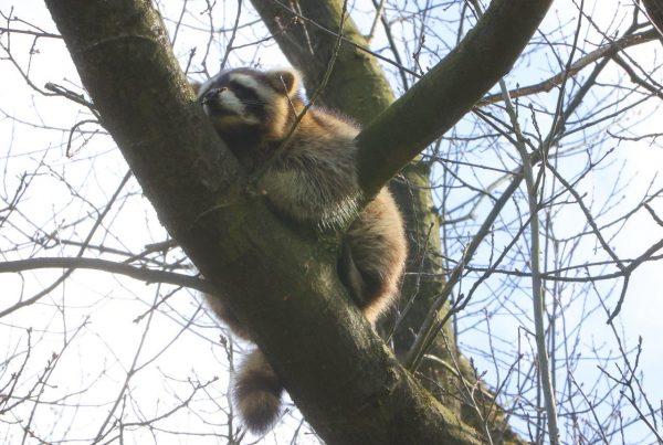 Wasbeer in boom Vught 7