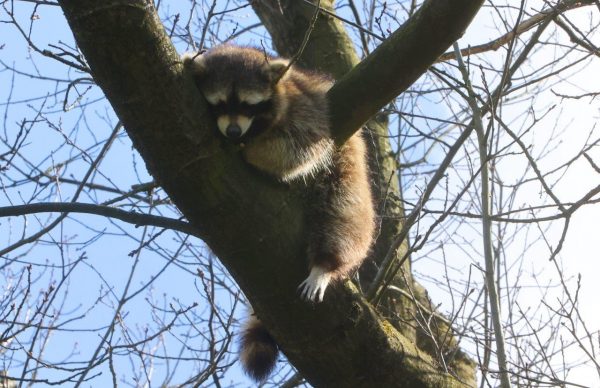 Wasbeer in boom Vught 8