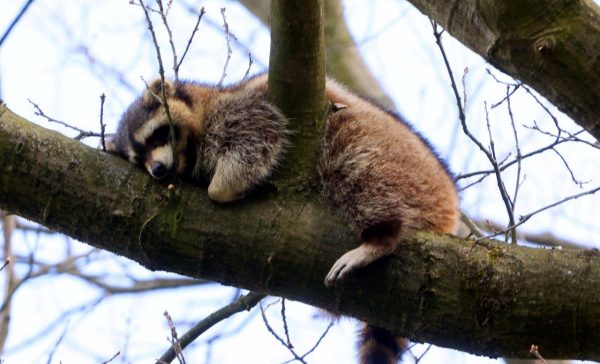 Wasbeer in boom Vught 9