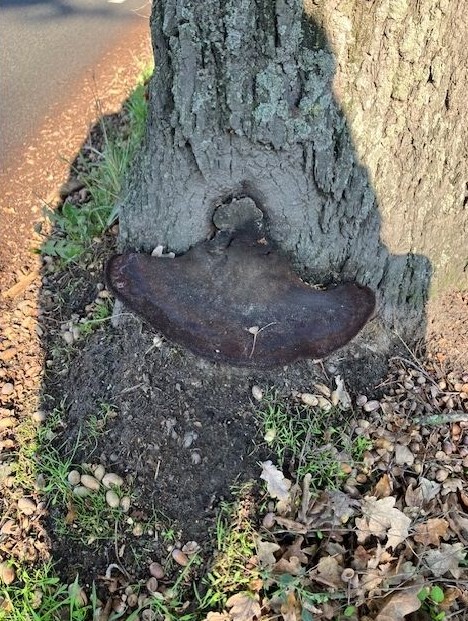 Zwam op boom Helvoirt