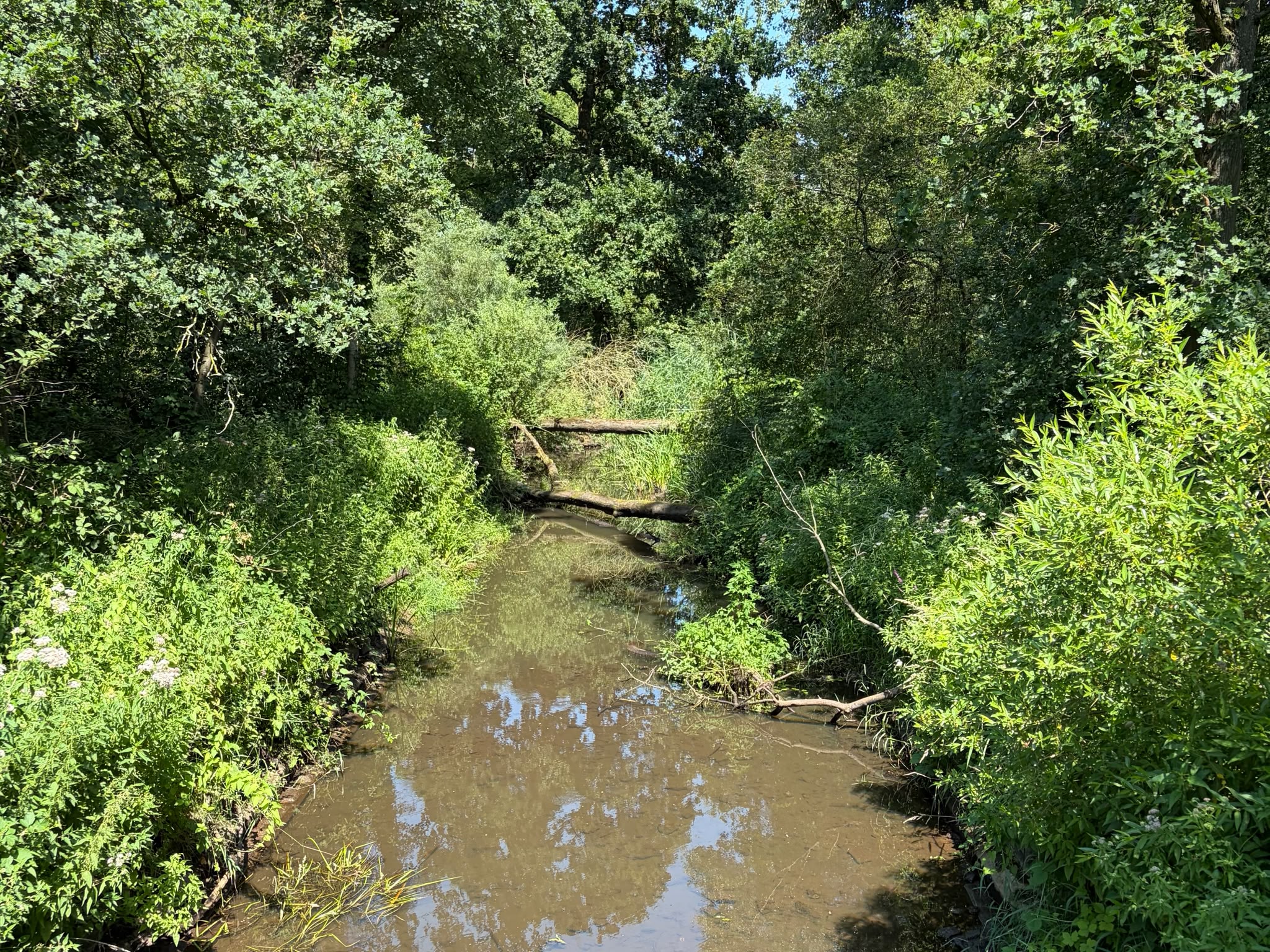 beekje 14jul26