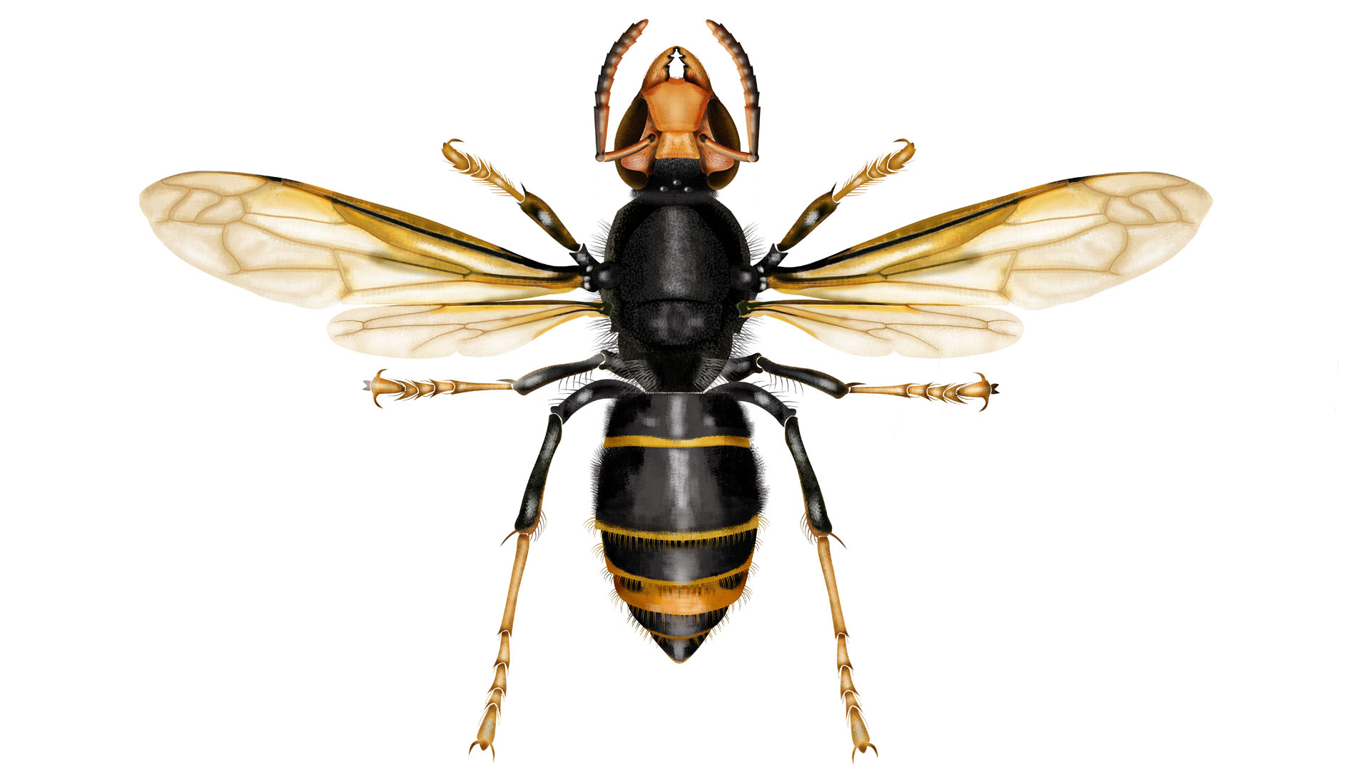 de Aziatische hoornaar 2026