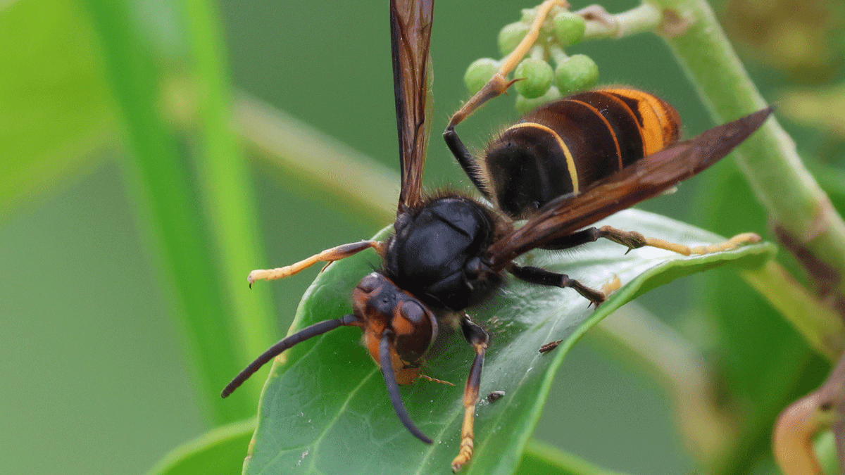 de Aziatische hoornaar