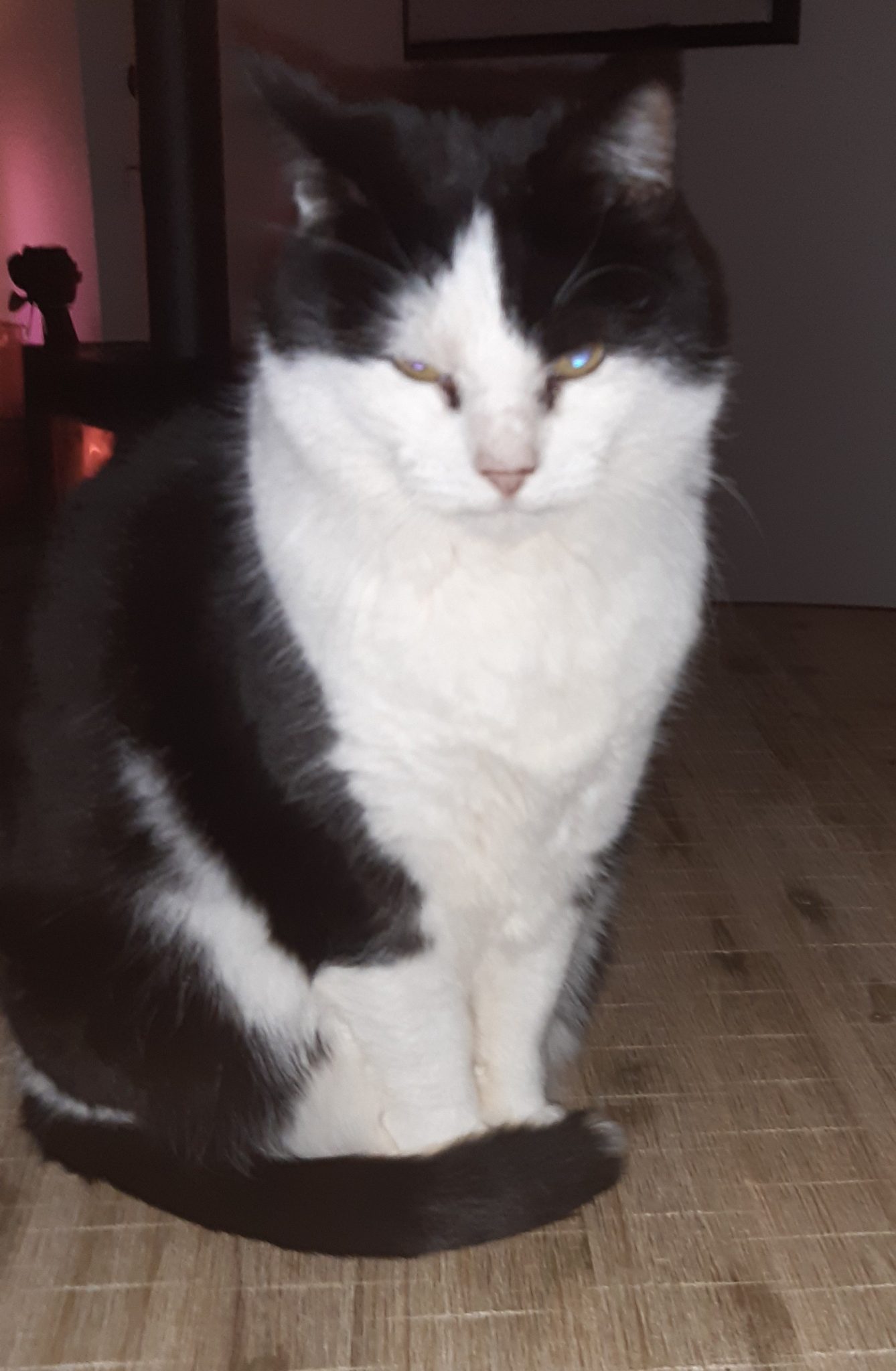 poes vermist 24jun26