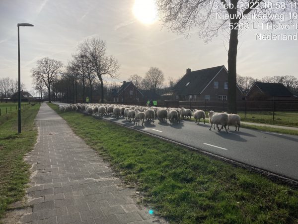 schaap 2
