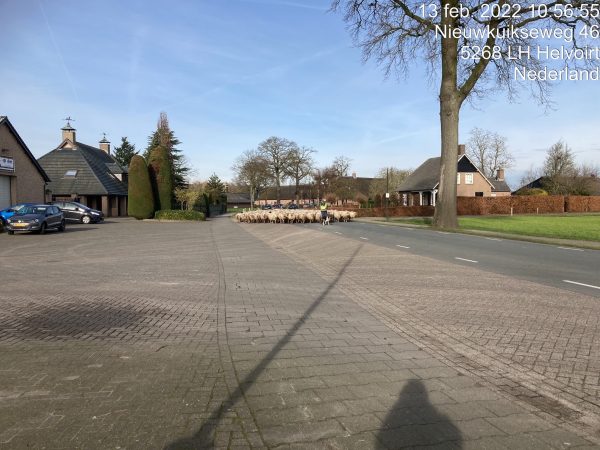 schaap1