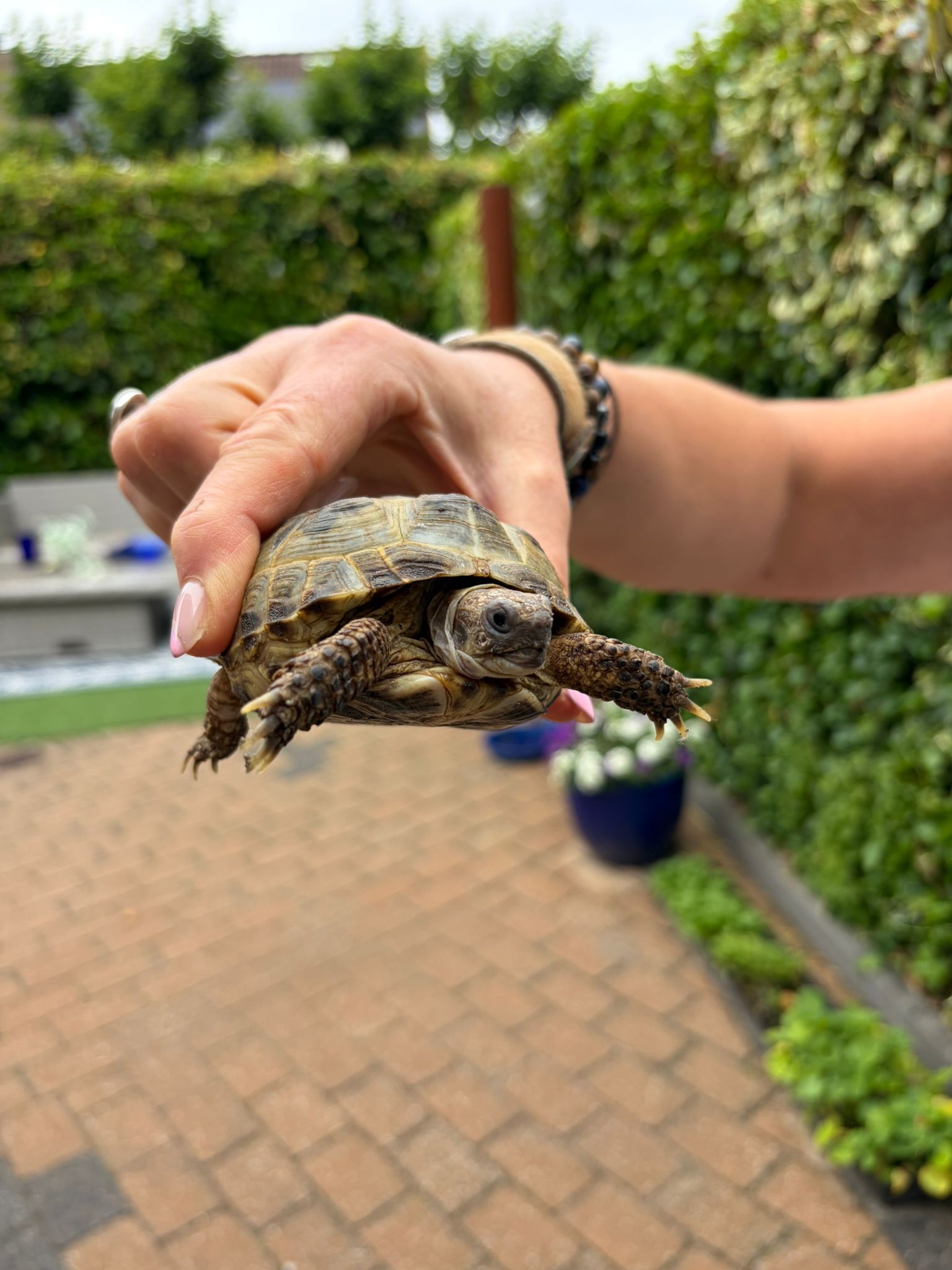 schildpad 3jun26